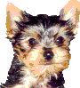 animated Yorkie face