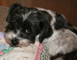 Save our home from foreclosure and keep us out of the pound!