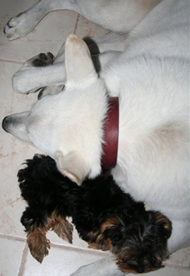 Save our home from foreclosure and keep us out of the pound!