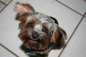 Romeo with Bow