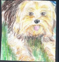 Love Your Pet